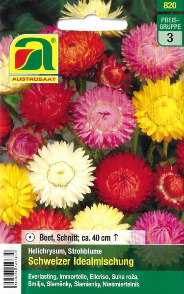 Strohblume Schweizer Idealmischung (Helichrysum bracteatum)