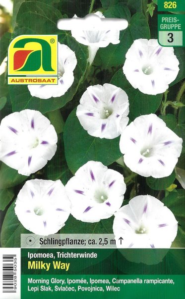 Trichterwinde Milky Way (Ipomoea purpurea)