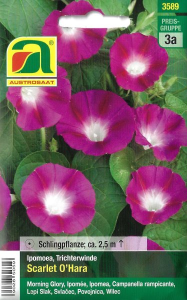 Trichterwinde Scarlet O'Hara (Ipomoea tricolor)