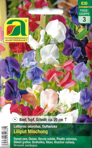 Duftwicke Liliput Mischung (Lathyrus odoratus)