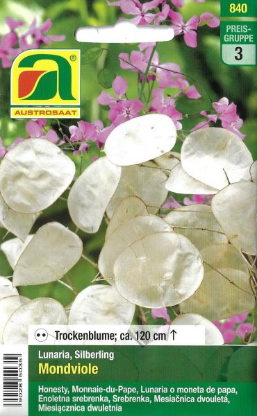 Silberling Mondviole (Lunaria biennis)