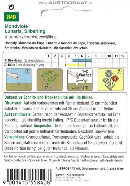 Silberling Mondviole (Lunaria biennis)
