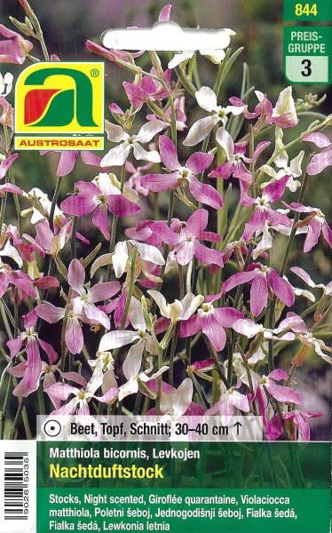 Levkoje, Nachtduftstock (Matthiola bicornis)