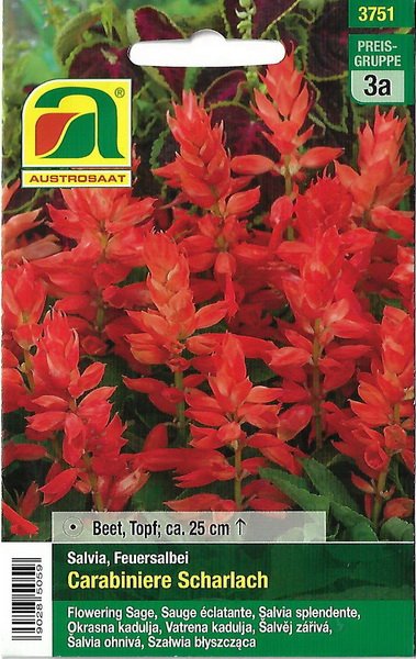 Feuersalbei Carabiniere Scharlach (Salvia splendens)