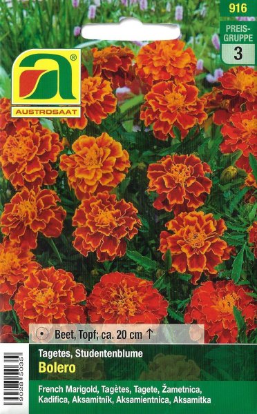 Studentenblume Bolero (Tagetes patula)