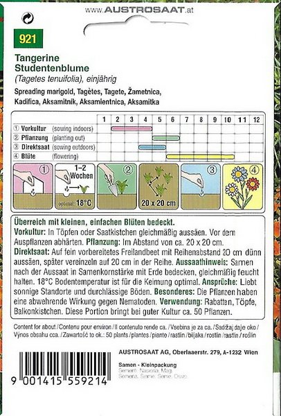 Studentenblume Tangerine (Tagetes tenuifolia)