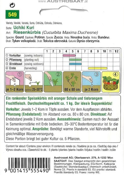 Hokkaido-Kürbis Uchiki Kuri