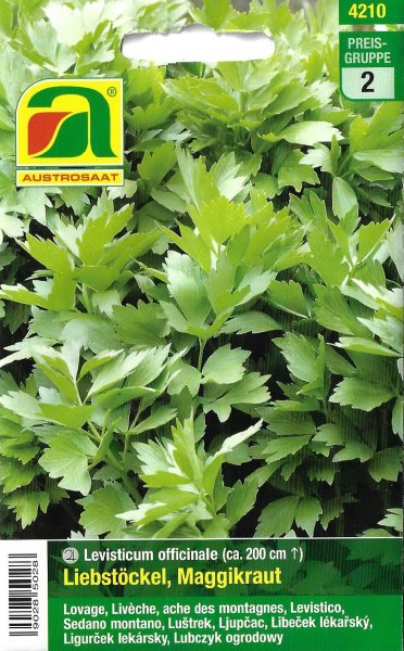 Liebstöckel, Maggikraut (Levisticum officinale)