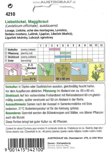 Liebstöckel, Maggikraut (Levisticum officinale)