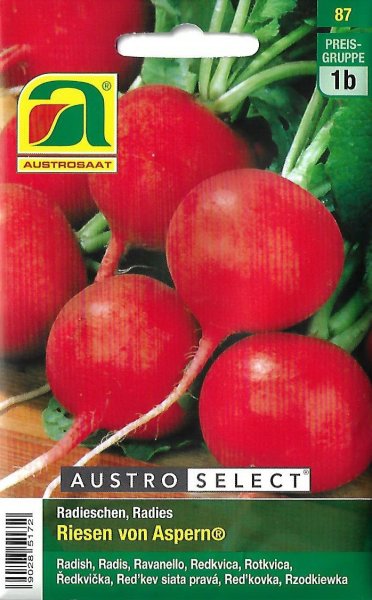 Radieschen Riesen von Aspern