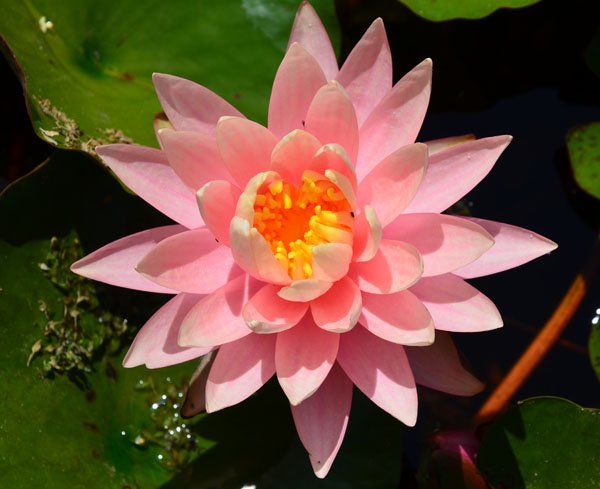 Nymphaea 'Gregg's Orange Beauty' - Seerose