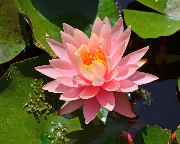 Nymphaea 'Gregg's Orange Beauty' - Seerose