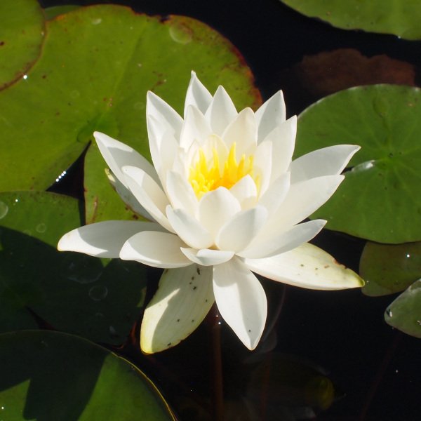 Nymphaea odorata 'Alba' - Seerose