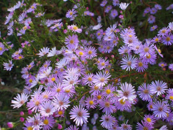 Aster pringlei 'Pink Star' - Myrten-Aster