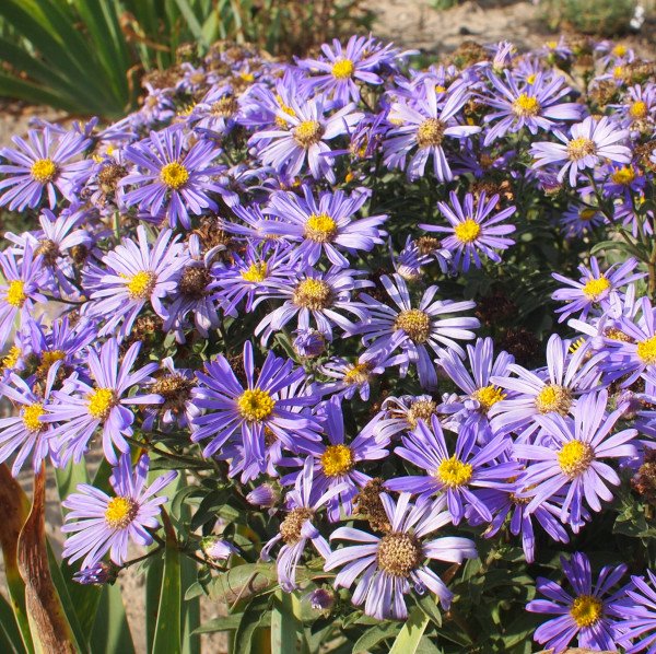 Aster amellus 'Rudolph Goethe' - Berg-Aster
