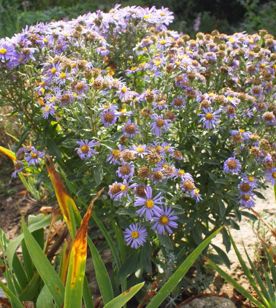 Aster amellus 'Rudolph Goethe' - Berg-Aster