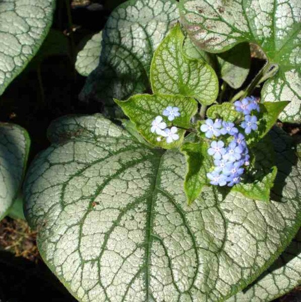 Brunnera macrophylla 'Jack Frost' ® - Kaukasus-Vergissmeinnicht