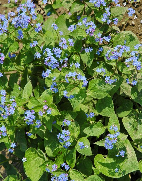Brunnera macrophylla - Kaukasus-Vergissmeinnicht