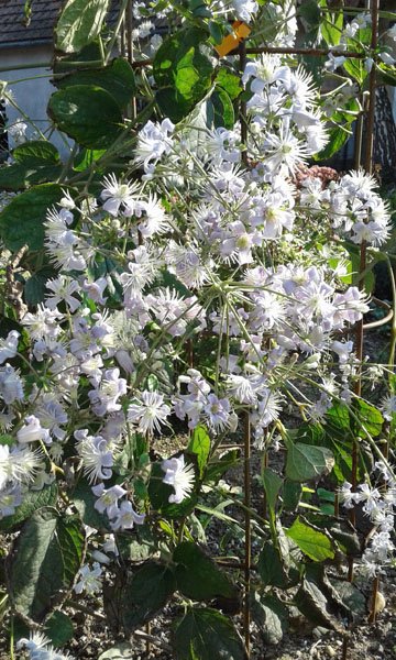 Clematis 'Mrs. Robert Brydon' - Waldrebe