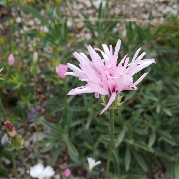 Crepis rubra - Roter Pippau
