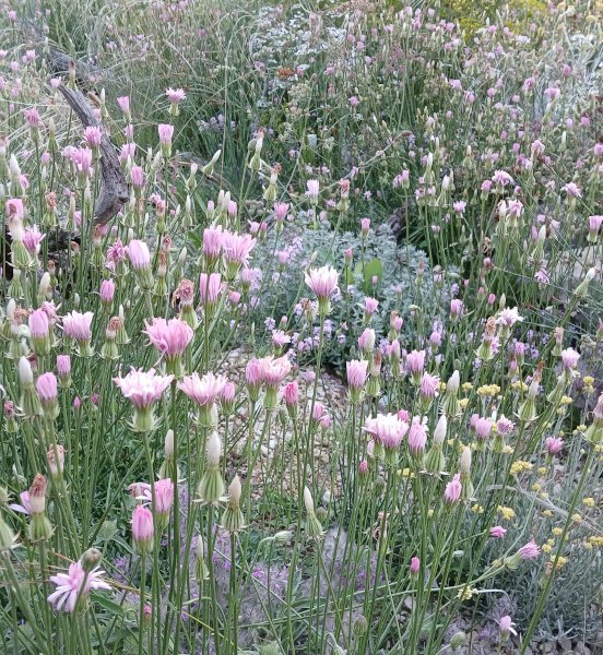 Crepis rubra - Roter Pippau