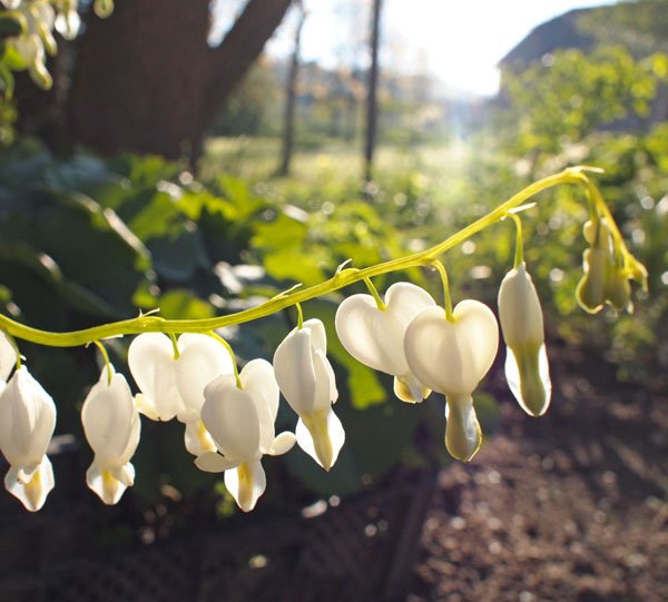 Dicentra spectabilis 'Alba' - Tränendes Herz