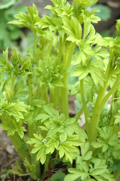 Dicentra spectabilis 'Alba' - Tränendes Herz