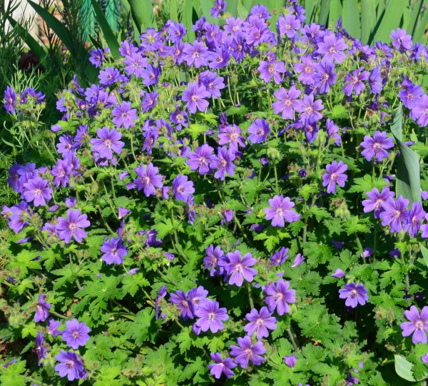 Geranium x magnificum 'Rosemoor' - Storchschnabel