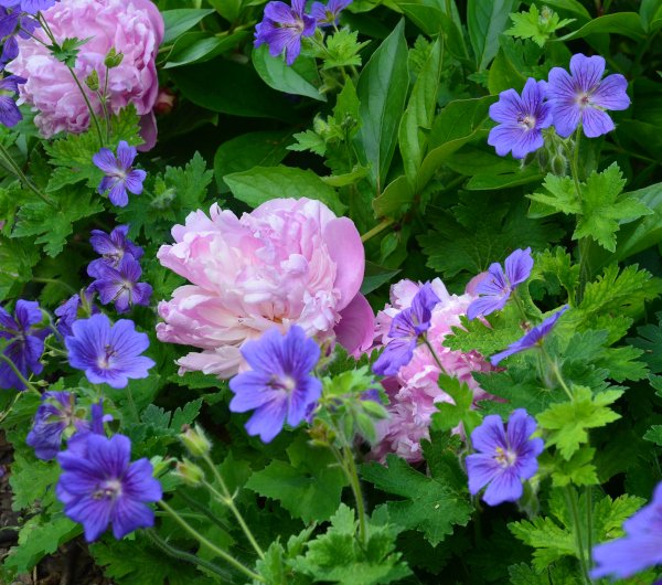 Geranium x magnificum 'Rosemoor' - Storchschnabel