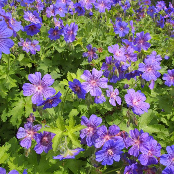 Geranium 'Sabani Blue' - Storchschnabel