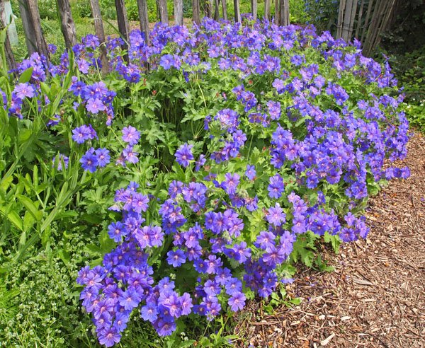 Geranium 'Sabani Blue' - Storchschnabel