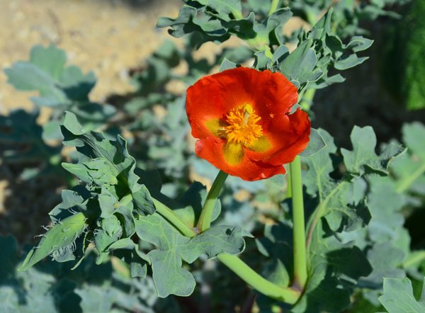 Glaucium flavum var. aurantiacum - Hornmohn (Saatgut)