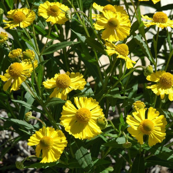 Helenium 'Kanaria' - Sonnenbraut