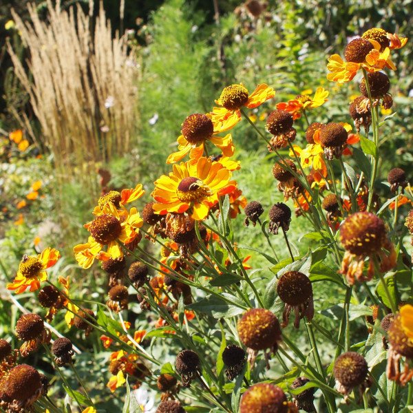 Helenium 'Rauchtopas' - Sonnenbraut