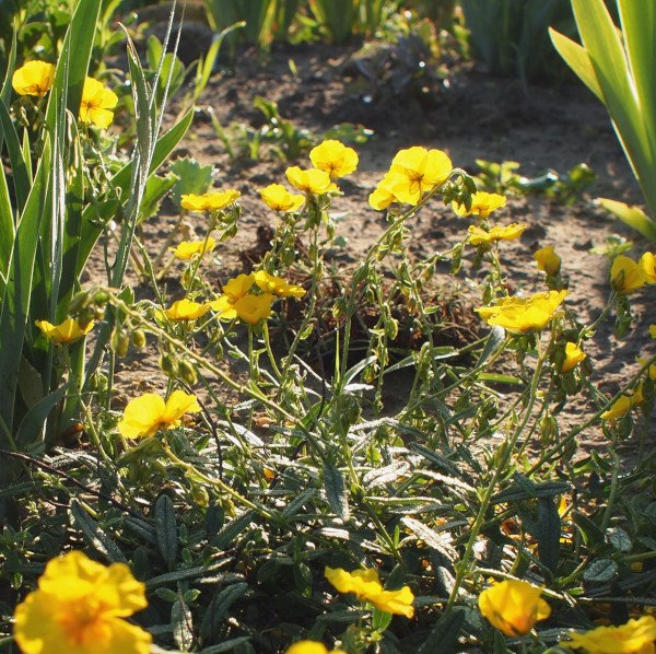 Helianthemum x cultorum 'Golden Queen' - Sonnenröschen