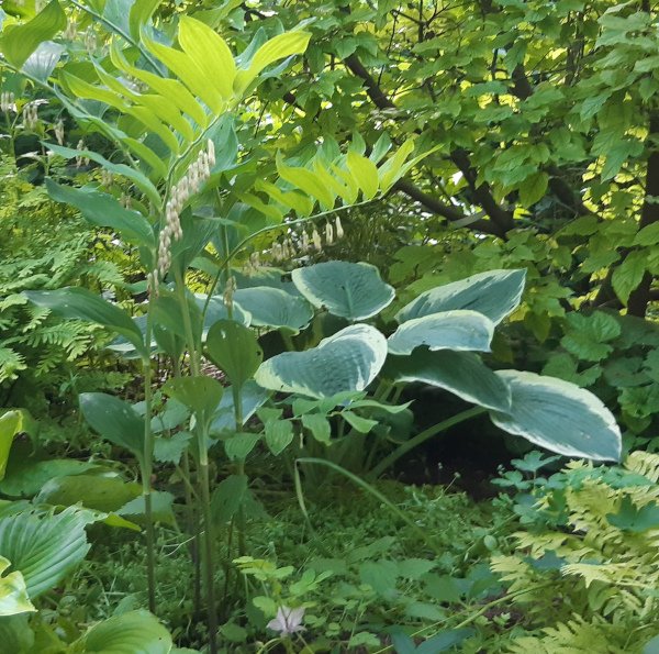 Hosta x cultorum 'American Halo' - Funkie