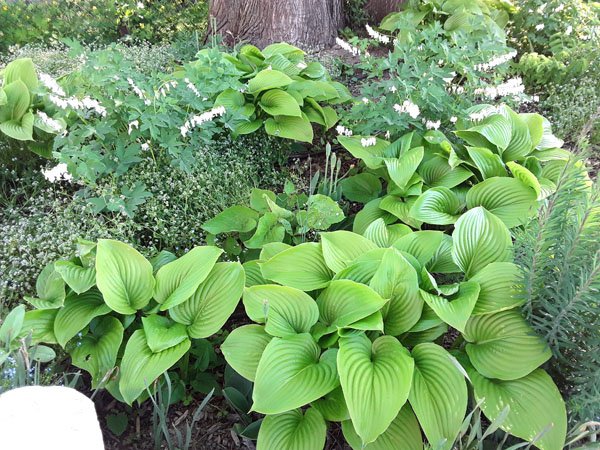 Hosta plantaginea var. japonica - Funkie