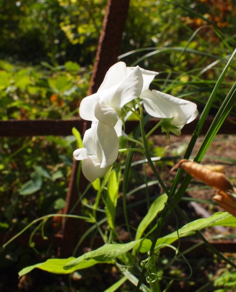 Lathyrus latifolius 'Weiße Perle' - Staudenwicke