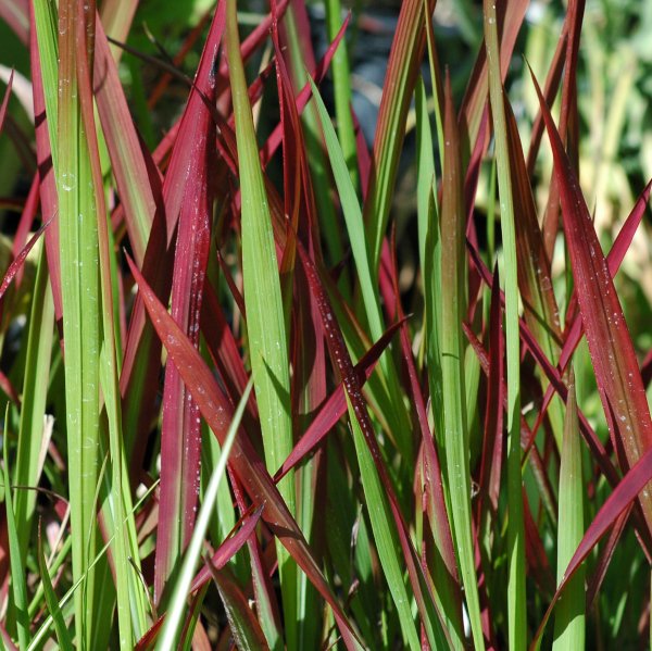 Imperata cylindrica 'Red Baron' - Japanisches Blutgras