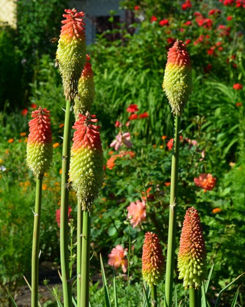 Kniphofia uvaria - Fackellilie