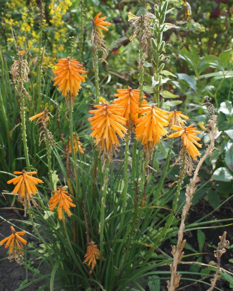 Kniphofia uvaria 'Mango Popsicle' - Fackellilie