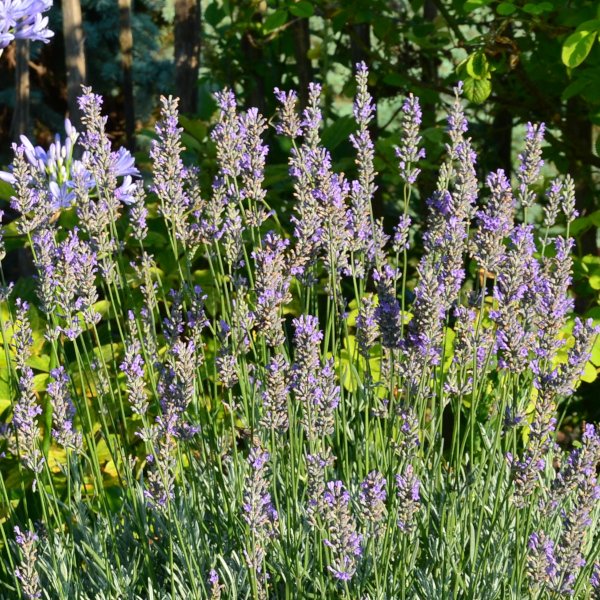 Lavandula x intermedia 'Grappenhall' - Provence-Lavendel
