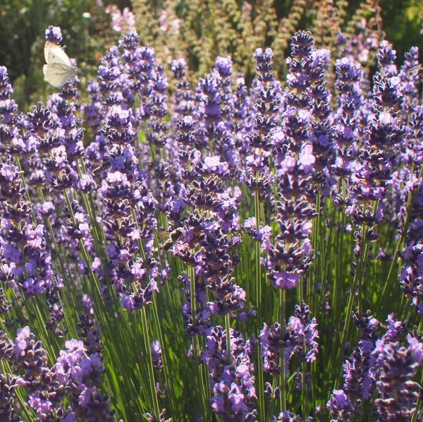 Lavandula angustifolia 'Munstead' - Lavendel