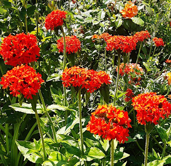Silene chalcedonica - Brennende Liebe (Saatgut)