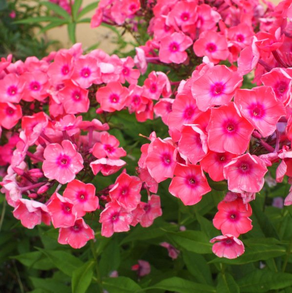 Phlox paniculata 'Gloin' - Flammenblume