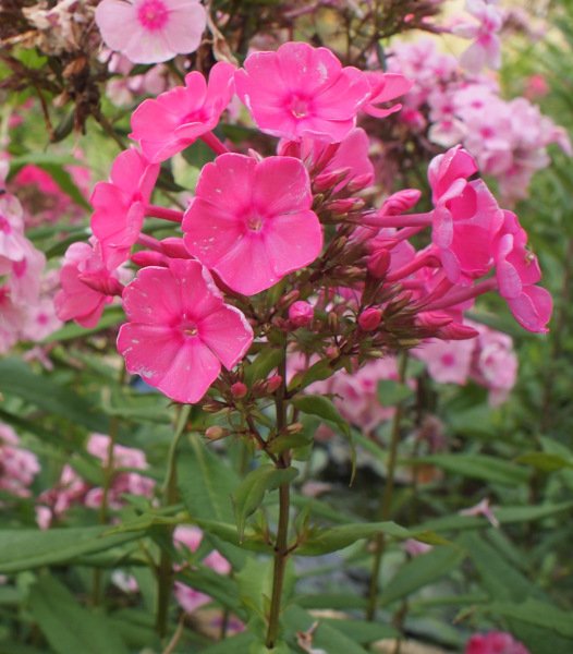 Phlox paniculata 'Farin' - Flammenblume