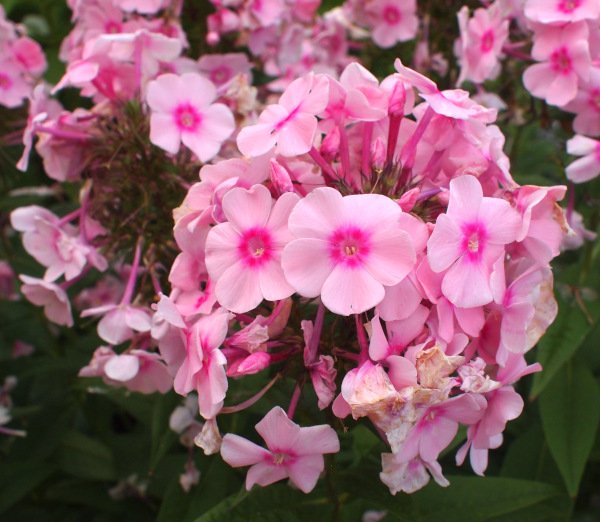 Phlox paniculata 'Náin' - Flammenblume