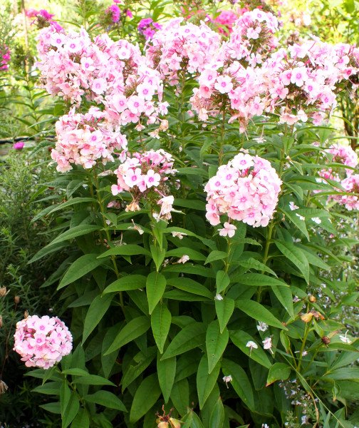 Phlox paniculata 'Náin' - Flammenblume