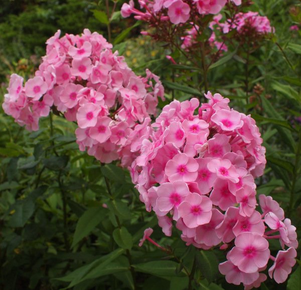 Phlox paniculata 'Dwalin' - Flammenblume