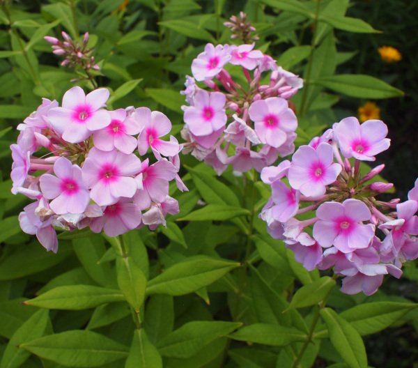 Phlox paniculata 'Nori' - Flammenblume